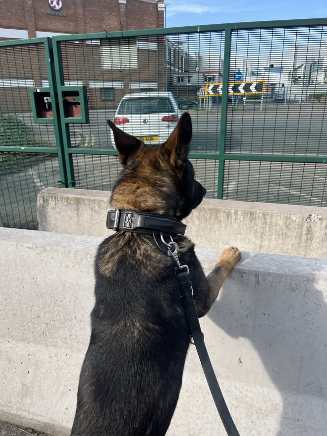 Security dog on lookout